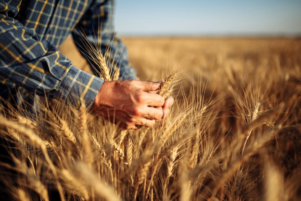 agtrace_wheat
